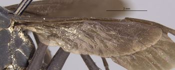 Media type: image;   Entomology 30617 Aspect: Wing hind